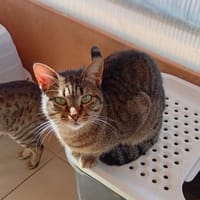Victor aus dem Tierschutz, Kater zur Adoption