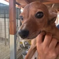 Domenica - ihre Mutter starb!, Hündin zur Adoption