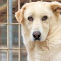 TOBIA jun. - ängstlich aber superlieb, Hund zur Adoption