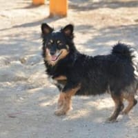 Buster wartet auf sein Zuhause, Hund zur Adoption