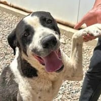 MAX - seine Besitzerin ist verstorben, Hund zur Adoption