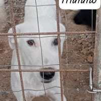 Mimmo  aufgeschlossen und neugieri, Hund zur Adoption
