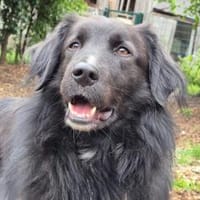 Poi - wartet in Salzkotten, Hund zur Adoption