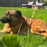 Miss Lucy, treuherzige Seniorin, ca. 8 J, Hündin zur Adoption