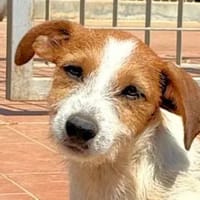 MILO - er hatte Glück im Unglück, Hund zur Adoption