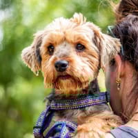 Yoyo, treuer Yorkshireterriermix 5J 5073, Hund zur Adoption