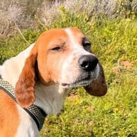 ROMEO  was für ein trauriger Anblick, Hund zur Adoption