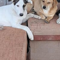 Bianca, Zuckerschnute sucht Anschluß, Hündin zur Adoption