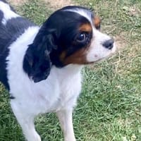 Lenny in 60433 Frankfurt, Hund zur Adoption
