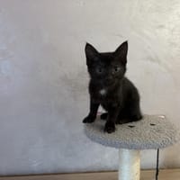 KYMCO, chat à adopter