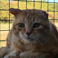 RAMBO, chat à adopter