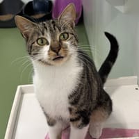 ARGOUSTE, chat à adopter