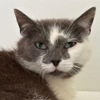 Taupy, chatte à adopter