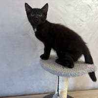 VESPA, chat à adopter