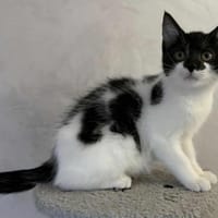 ETOILE, chatte à adopter