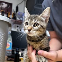 Valka [Chaton], chatte à adopter