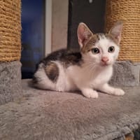 papyrus, chat à adopter
