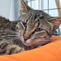 cyrano, chat à adopter