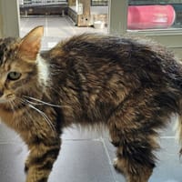 MACADAMIA C, chatte à adopter