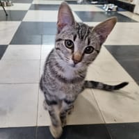 JULY, chatte à adopter