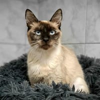 BEAUTY, chatte à adopter