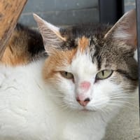 THALYNA, chatte à adopter