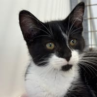 BIDULE, chat à adopter