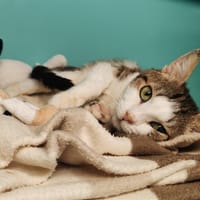 JERSEY, chat à adopter