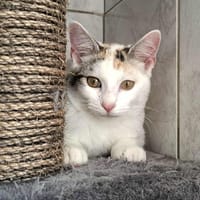 TULIPE, chatte à adopter