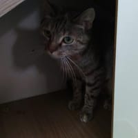 MAYA, chatte à adopter