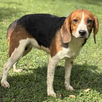Maggie CAA14049, chienne à adopter