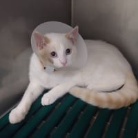 DONALD, chatte à adopter