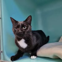 NALA, chatte à adopter