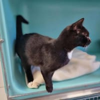 NALA, chatte à adopter