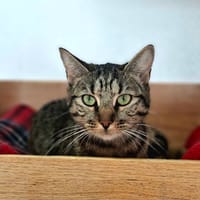 MANDY, chatte à adopter