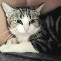SPEEDY, chatte à adopter