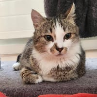 Poushaka, chatte à adopter