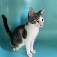 AVA, chatte à adopter
