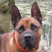 SCOUBIDOU, chien à adopter