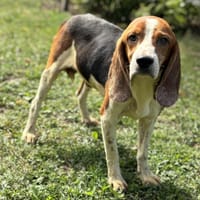 Hazel CAA14044, chien à adopter
