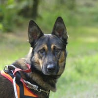 Nino, chien à adopter