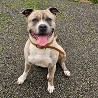 Tanjiro, chien à adopter