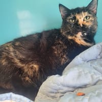 ROMI, chatte à adopter