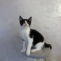 AKITA, chatte à adopter