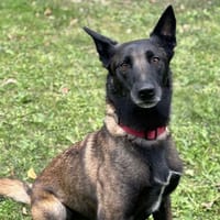 Lucho CAA14071, chien à adopter