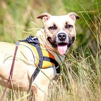 JACK, chien à adopter