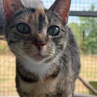 NOISETTE, chatte à adopter
