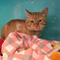 MIKY, chat à adopter