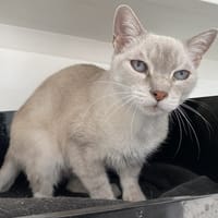 Luna (réservée), chatte à adopter