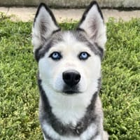 BIXI, chienne à adopter